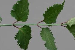 Image: Trevor James © Trevor James 